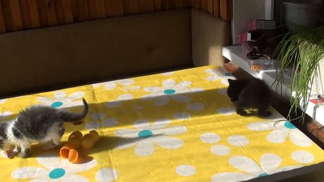 Спасаем котят - Серия 15 КОТЯТА САМИ смотреть онлайн