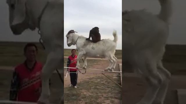 Волшебные животные. смотреть онлайн