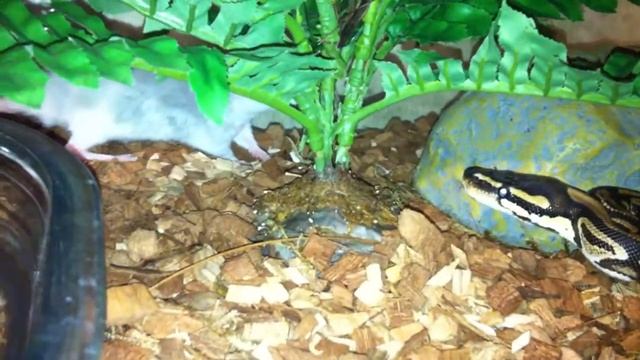 Питон региус охотится на молодую крысу/ Python regius hunting to yung rat смотреть онлайн