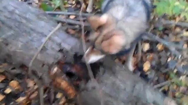 охота на хорька смотреть онлайн