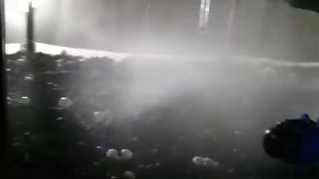 Дерево полива грибных блоков в грибном цеху смотреть онлайн