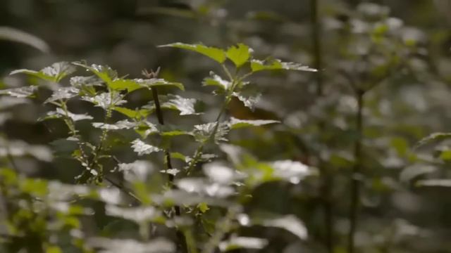 Les Animaux Sauvages De Nos Forêts - Un Voyage Des Vosges Du Nord à L'Ile-de-France