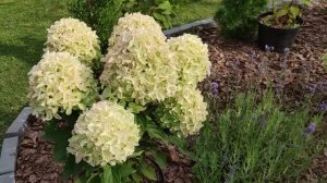 Новинки гортензий в саду у Инны?Уайт Лайт,Пинкачу, Саммер Сноу, Беби Лейс, Меджикал Маттерхорн ?