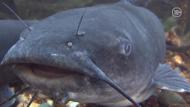 Как создать дома красивый аквариум?