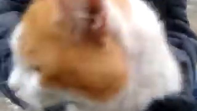 Просто кот?Да-просто кот смотреть онлайн