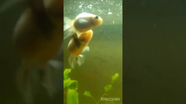 Нерест золотой рыбки смотреть онлайн