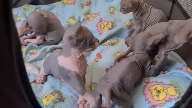 Котята канадского сфинкса #канадскийсфинкс #лысыйкот #сфинкс #сфинксы #котята #донскойсфинкс