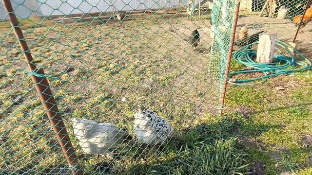 Пересадили яблони🍏 Выровняли столбы🍇 Делаем бордюр для горшков с цветами🌼 Живем на Кубани😊🧡 смотреть онлайн