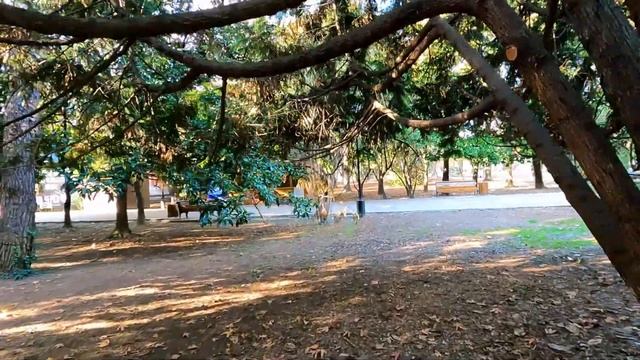 Все зеленое! Цветут бананы! Лазаревское перед новым годом!!!?ЛАЗАРЕВСКОЕ СЕГОДНЯ ?СОЧИ. смотреть онлайн