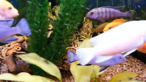 Африканские цихлиды.African cichlids.Псевдотрофеус голубая зебра.