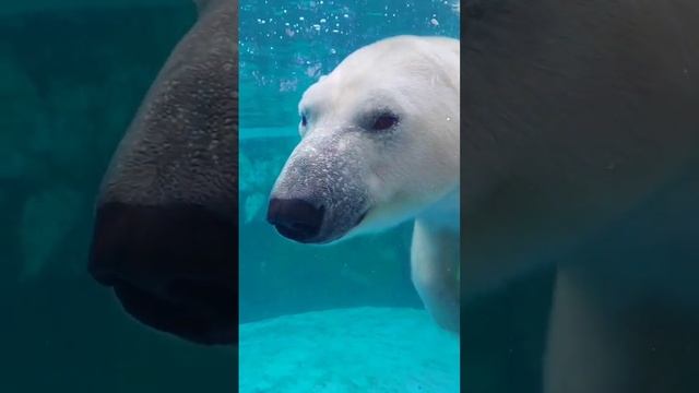 Белый медведь Николай!! #animals #shorts #животные #медведь #зоопарк смотреть онлайн