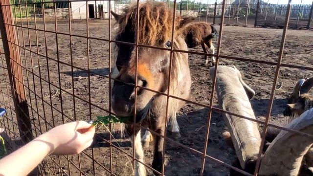 КЛАССНЫЕ НОСУХИ И БИТВА С ВЕРБЛЮДОМ - РЯЖСКИЙ ЗООПАРК смотреть онлайн