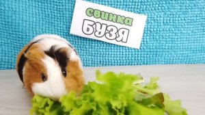 ВЕРА стала ПОДРОСТКОМ на 24 часа | Морские свинки Бузя и Кузя отправляются на пенсию?