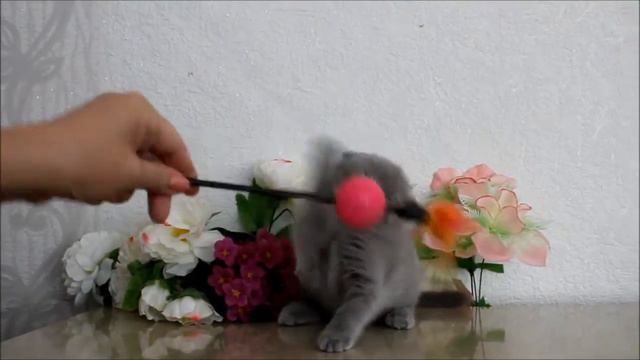 Вислоушка , голубая кошечка смотреть онлайн
