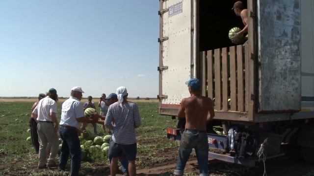 Фёдор Конюхов на арбузном поле смотреть онлайн