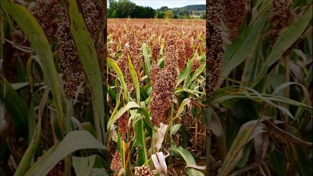 Открытие для здоровья: Почему Пшено - Суперфуд для Вашего Организма! смотреть онлайн