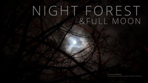 Звуки ночного леса для релакса | Звуки ночи в лесу для сна | Полная луна