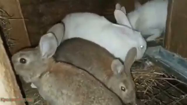 ЧЕМ КОРМИТЬ КРОЛЬЧАТ после отсадки. смотреть онлайн