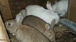 ЧЕМ КОРМИТЬ КРОЛЬЧАТ после отсадки.