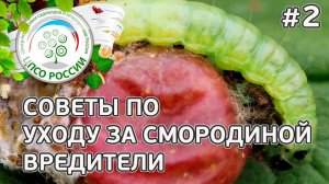 Вредители смородины как бороться. Советы по уходу за смородиной.