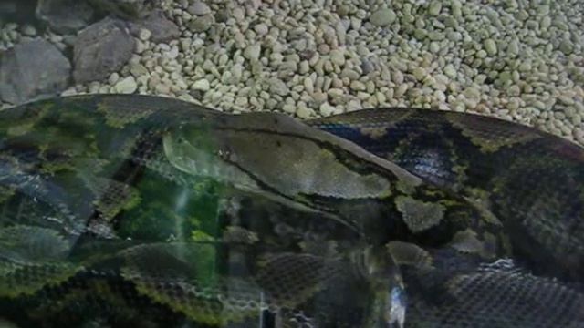 20ft, 200lb Reticulated Python, Python reticulatus смотреть онлайн