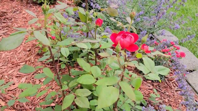 Roses: Gertrude Jekyll, Olivia Rose Austin, Benjamin Britten, Princess Anne, Gabriel Oak смотреть онлайн
