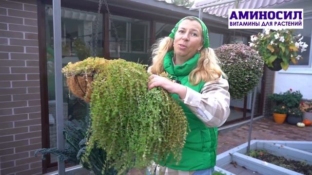Фуксии, бегонии и очитки оправляем на зимовку с Мариной Рыкалиной. Смотрим на @aminosil смотреть онлайн