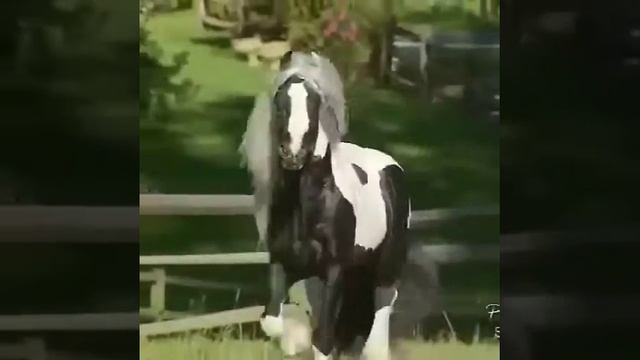 Самая красивая лошадь мира! смотреть онлайн