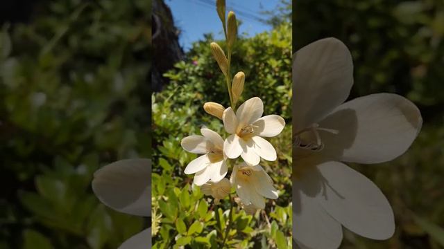 Tritonia#japan #flowers #plant #satisfying #beautiful смотреть онлайн