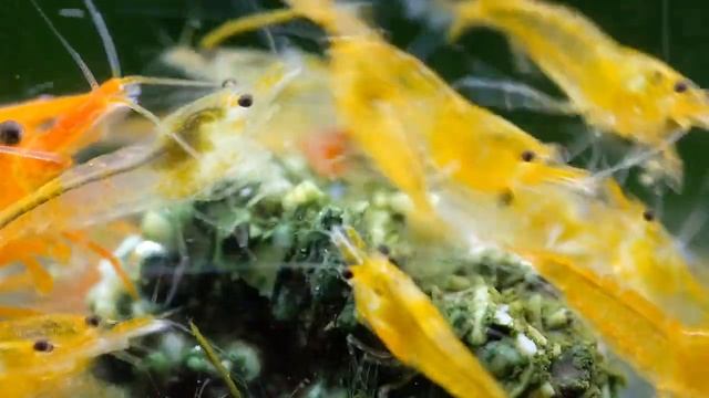 Secrets Of Breeding CARIDINA #SHRIMP - 10 Tips For Beginners Breeding Shrimps