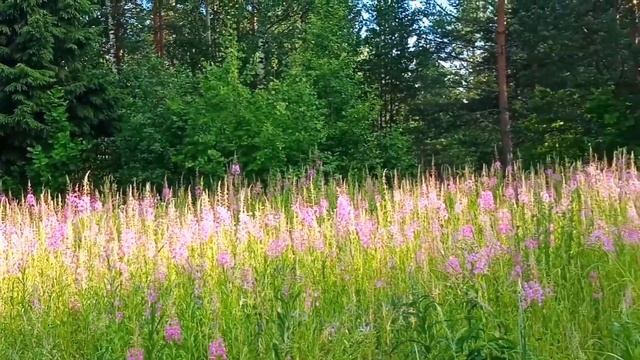 Влог!!! Мой день на даче. Отдых в Карелии (Лучевое)./Viktoria 09 смотреть онлайн