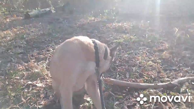 Очень КЛАССНАЯ Прогулка с Ханаанской собакой / Very COOL Walk with the Canaan Dog / *Snake? смотреть онлайн