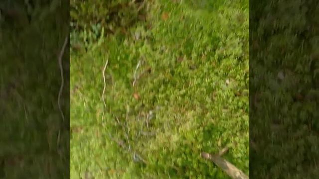 Это был не сыроега. # мы потерчлись в лесу.Было страшно когда увидели следы лося. смотреть онлайн