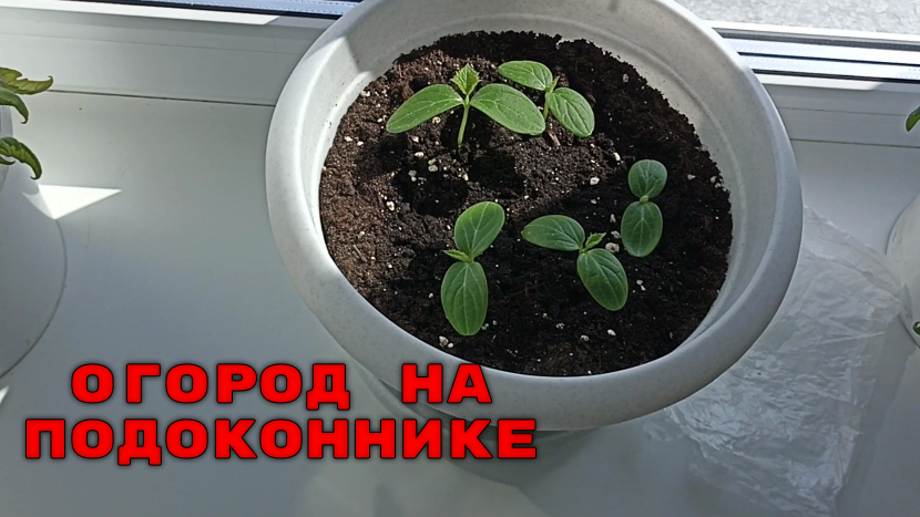 Продолжение темы  огорода на подоконнике.