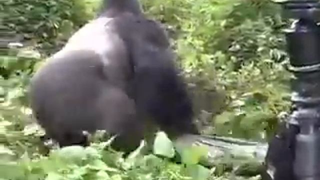 Горилла попыталась похитить человека. смотреть онлайн