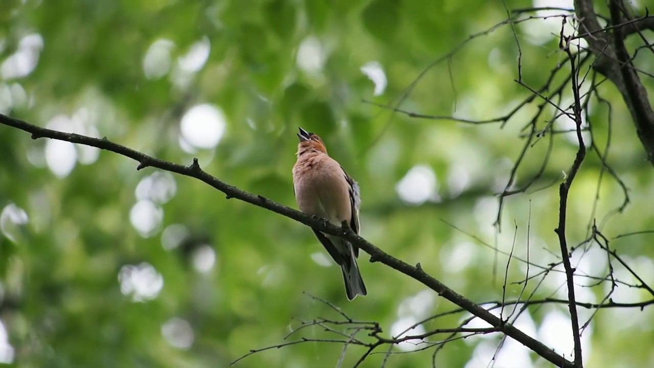 Пение зяблика у детского сада