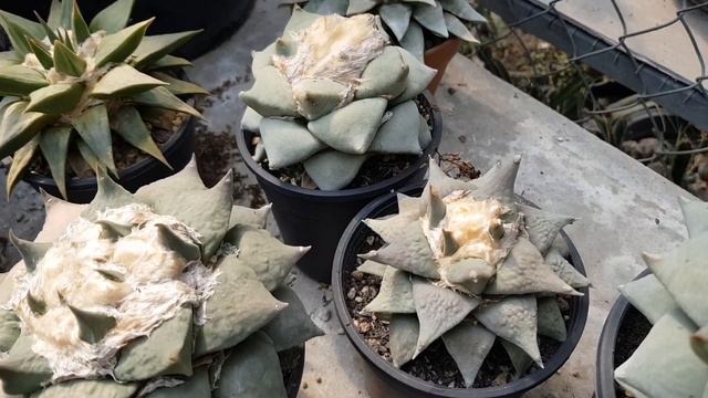 Ariocarpus collections | Ngoc Hung cactus garden смотреть онлайн