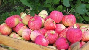 Выбираем лучшие сорта яблонь для средней полосы России. Самые сладкие и ароматные яблоки.