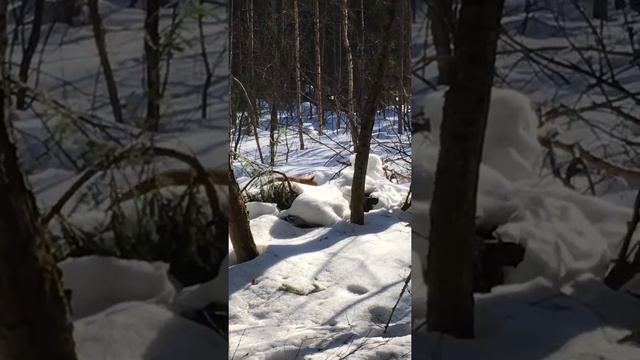 Встретил лису в лесу )) смотреть онлайн
