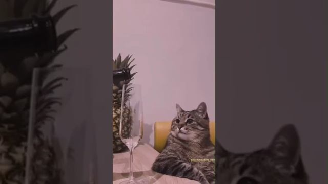 коты в шоке