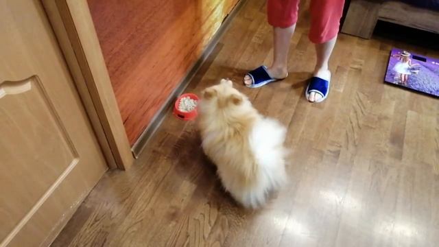 ПОМЕРАНСКИЙ ШПИЦ ПРОСИТ КУШАТЬ / POMERANIAN ASKS TO EAT смотреть онлайн