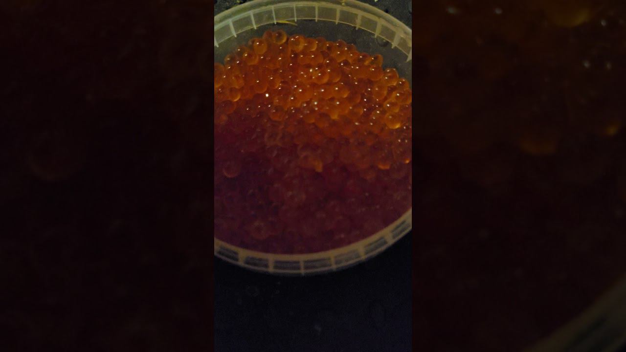 бедный Российский Кот