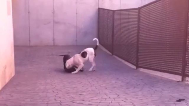 Ostergaards Dorje (AB) & Yabar´s Pura Sangre (APBT) playing смотреть онлайн