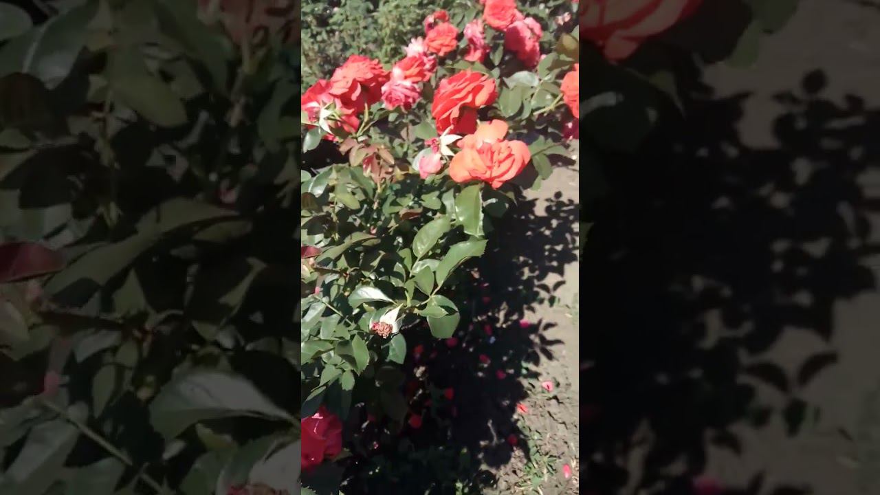 Салита https://rose-bushes.ru/ смотреть онлайн