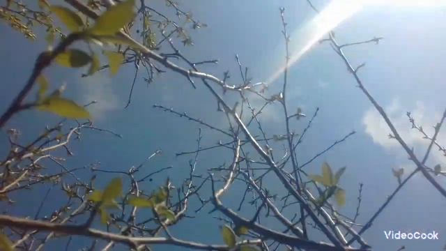 *моя природа в доме*#кринж #природа #мояприродавдоме #деревья #кустарники #травы #цветы #красота смотреть онлайн