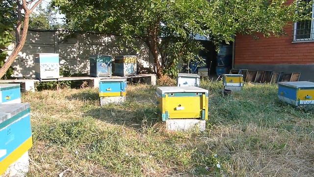 Влияние направления постановки ульев на продолжительность рабочего дня пчелосемей