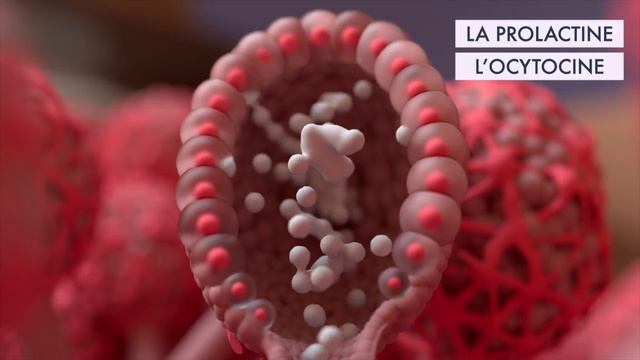 Comment se fait la production du lait maternel? | Animation 3D смотреть онлайн