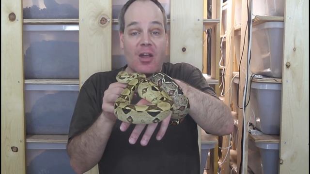 Your First True Red Tail Boa Constrictor- A Complete Starting Guide! смотреть онлайн