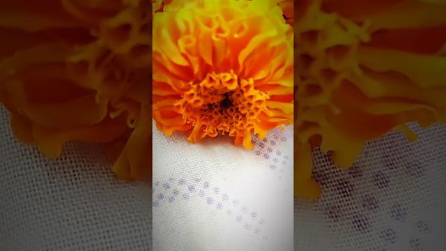 Rose, chrysanthemum, marigold, Jasmine, hibiscus, ரோஜா, சாமந்தி, கிரேந்தி, மல்லி@SanthiGarden смотреть онлайн