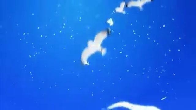 PSP Shining Hearts OP смотреть онлайн